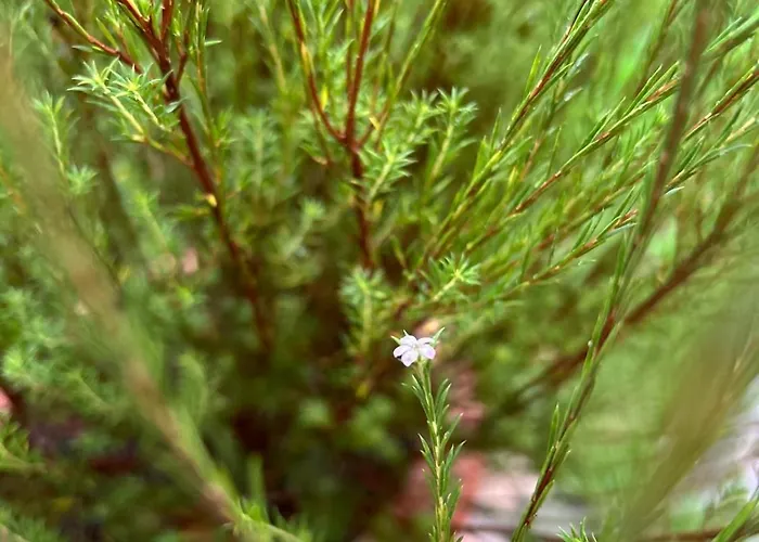 Pensión La Estela De Barros Corrales De Buelna